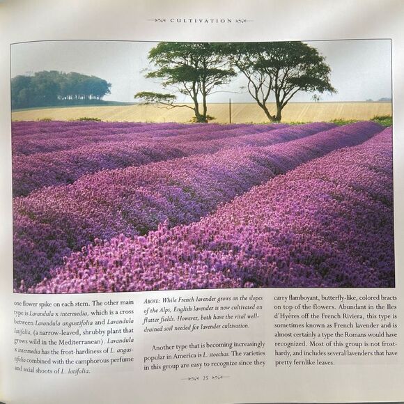 Lavender Practical Inspirations For Natural Gifts, Country Crafts & Decorative D - Picture 3 of 6